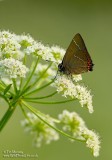 White Letter Hairstreak 03_07_06_2